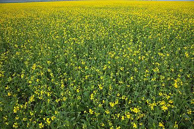 《星际公民》新预告 Alpha4.4版将于11月上线